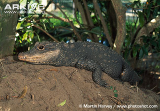 Illustration for article titled Sunday Crocodilian - Osteolaemus tetraspis Edition